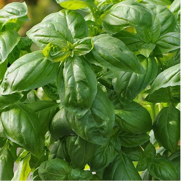 bazalka dolce fresca